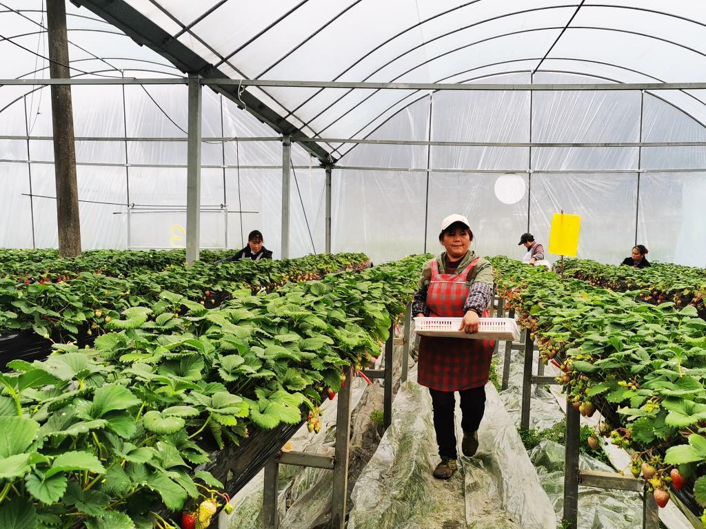 2月8日,工人在泗渡农场大棚里采摘草莓.新华社记者 郑明鸿 摄