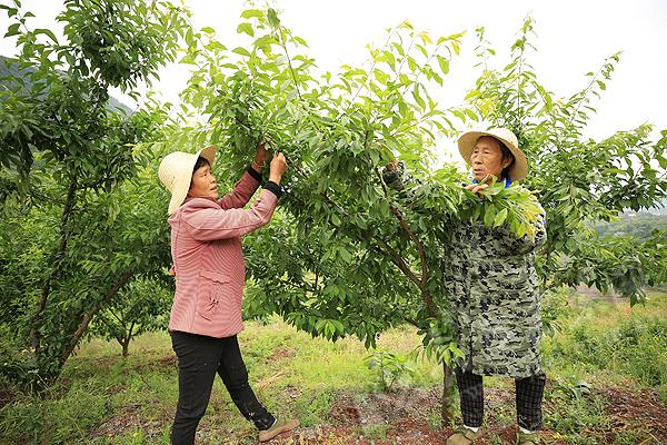 5月8日,巴东县官渡口镇马家村二龙形家庭农场,农场工人正在为李作树